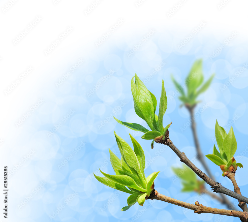 Tree branches with young growing leaves over bright blue sky background with clipping path