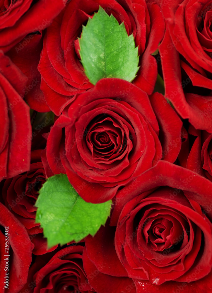 Roses Background