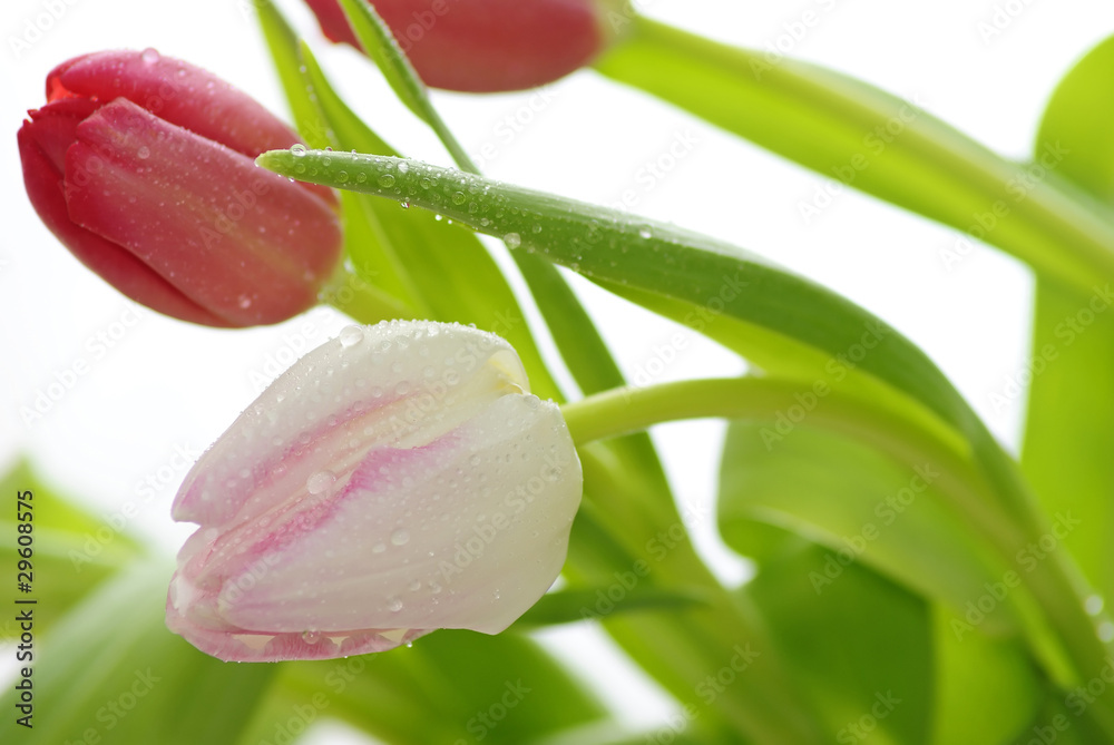 郁金香花背景