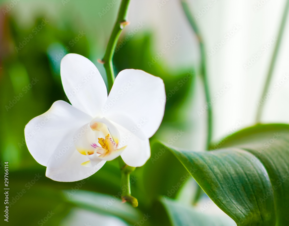 White orchid