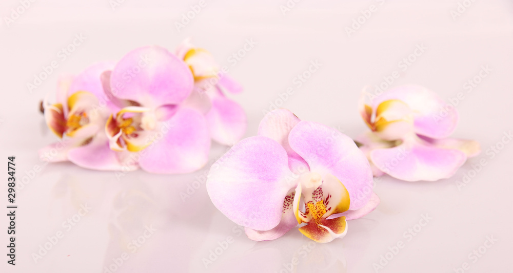 Orchid blossoms