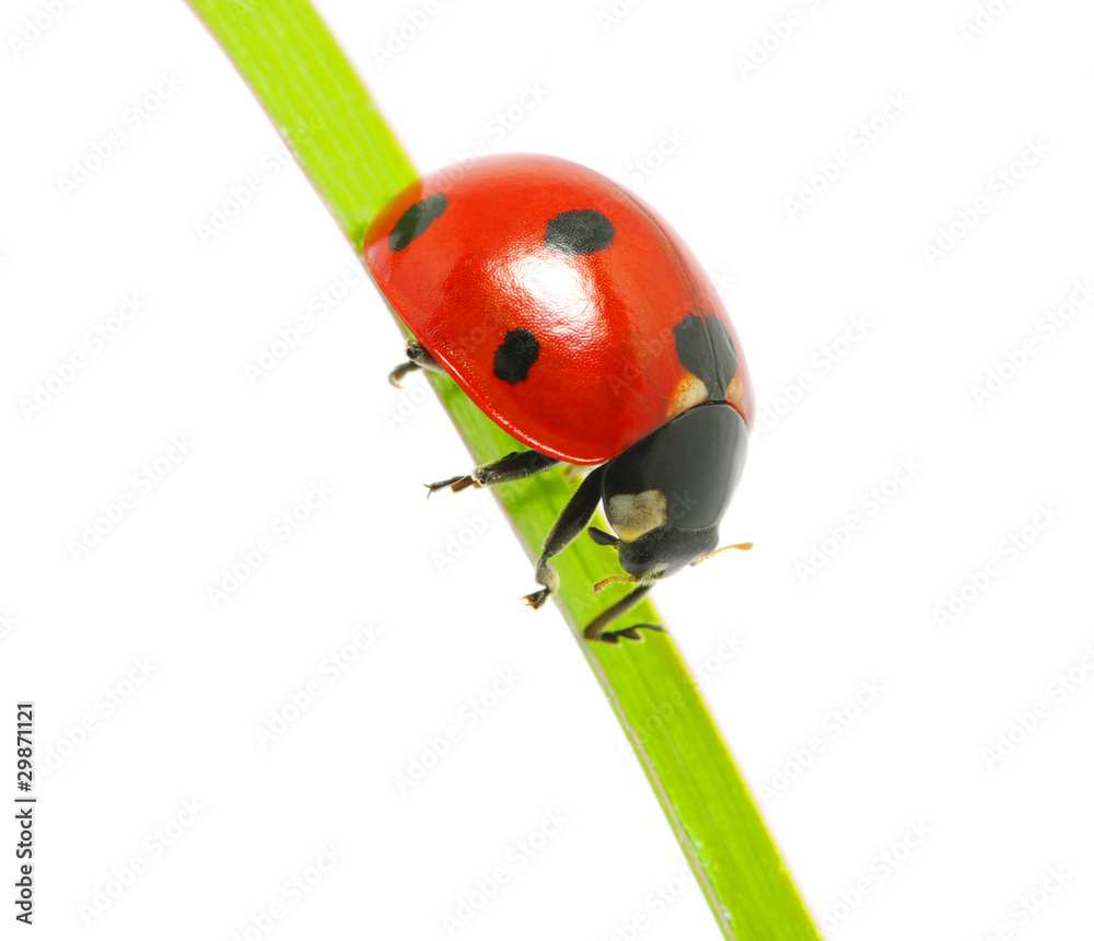 ladybug