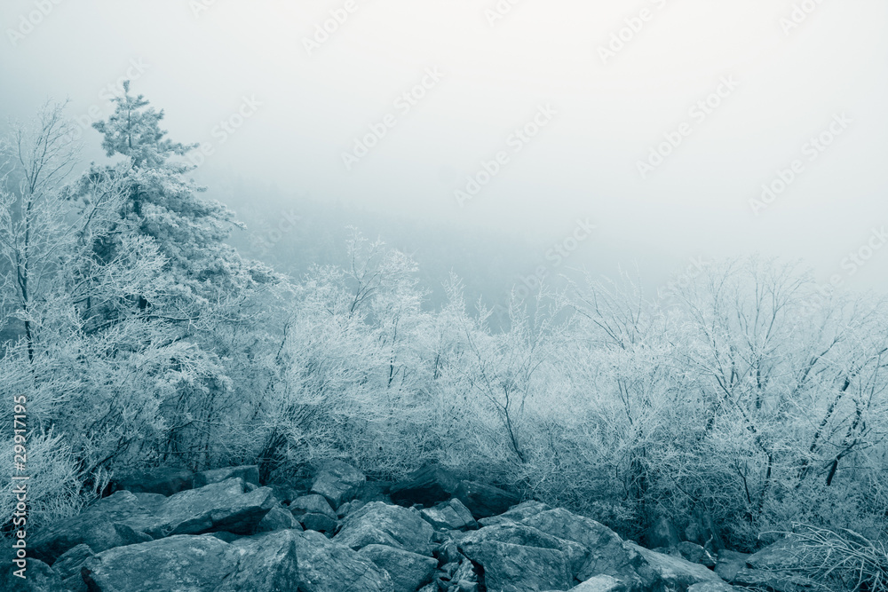 rime ice landscape