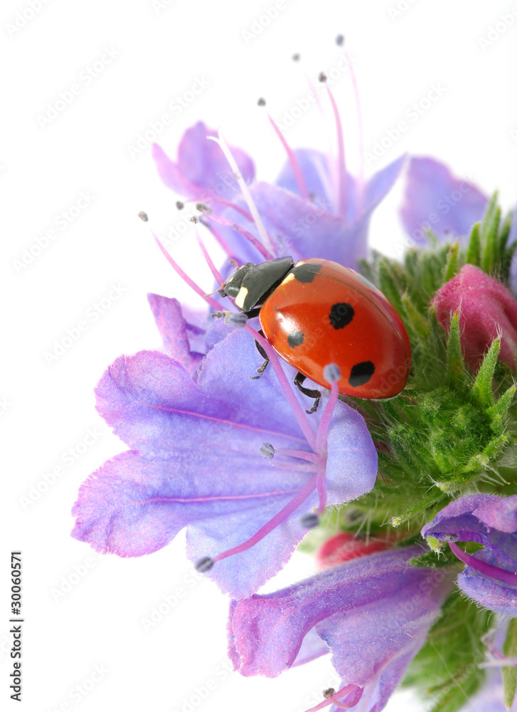 ladybug