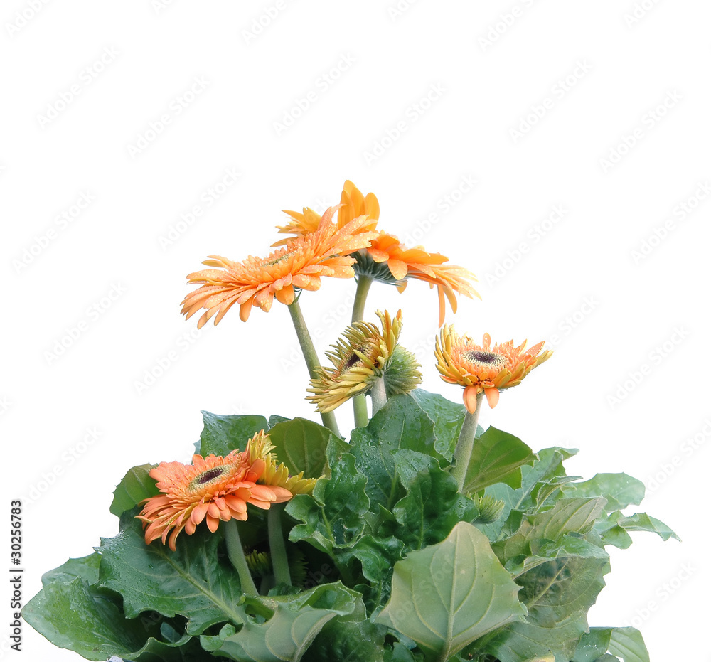 gerbera flower isolated