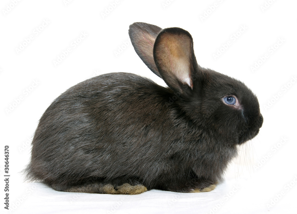 Black rabbit