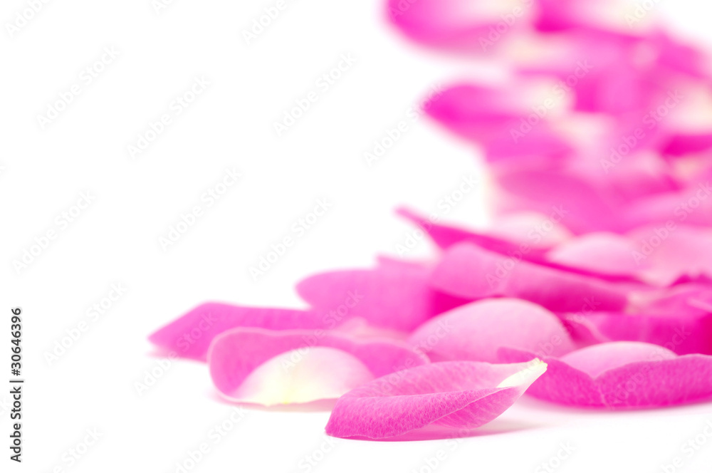 pink rose petals