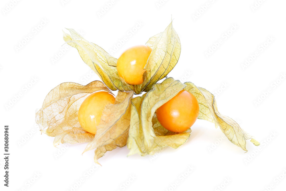 Physalis