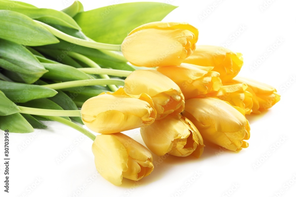 Yellow tulips