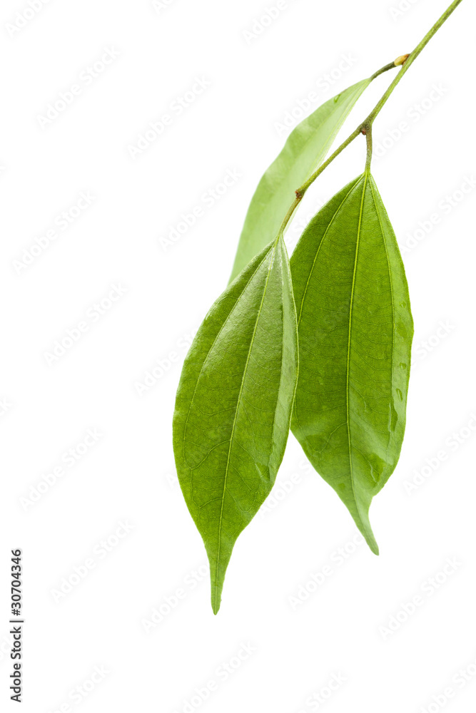 three green leaves