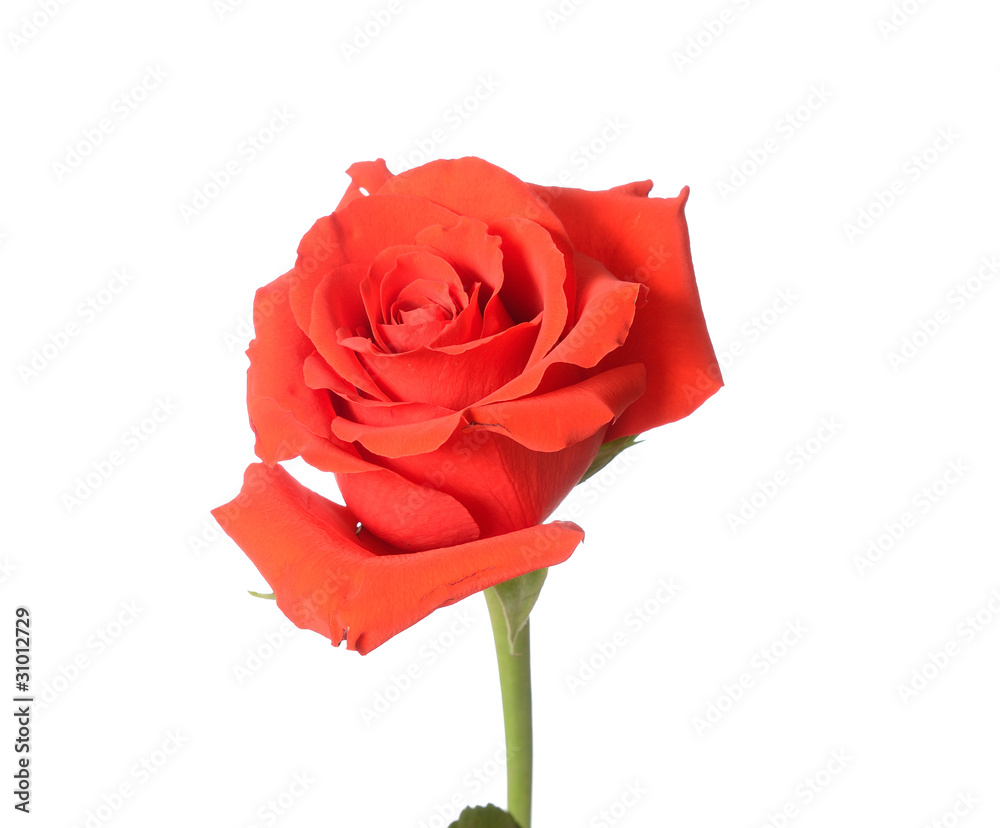 Single Red Rose