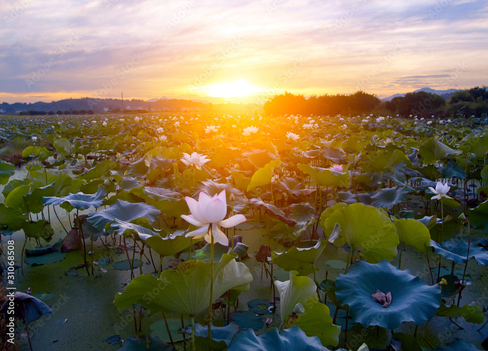 Nelumbo nucifera(Lake and sunset)