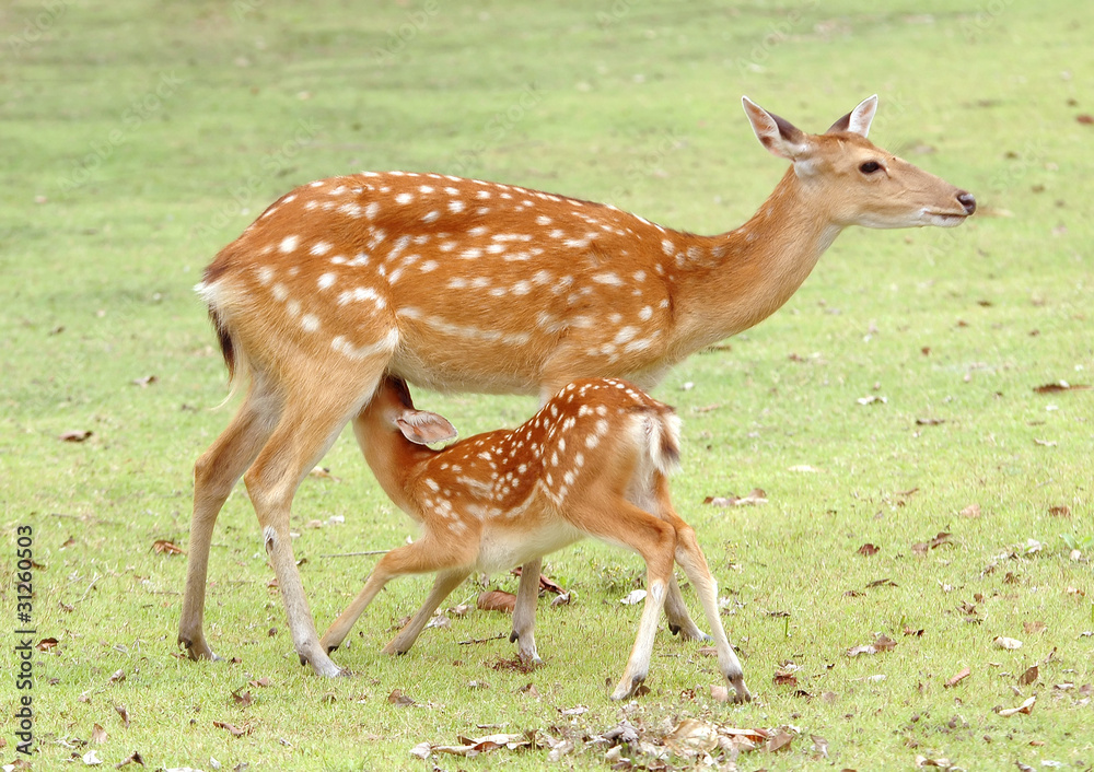 小梅花鹿吮吸乳汁