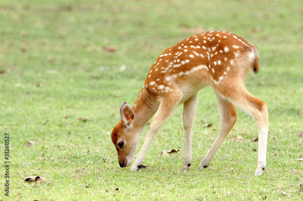 sika deer fawn