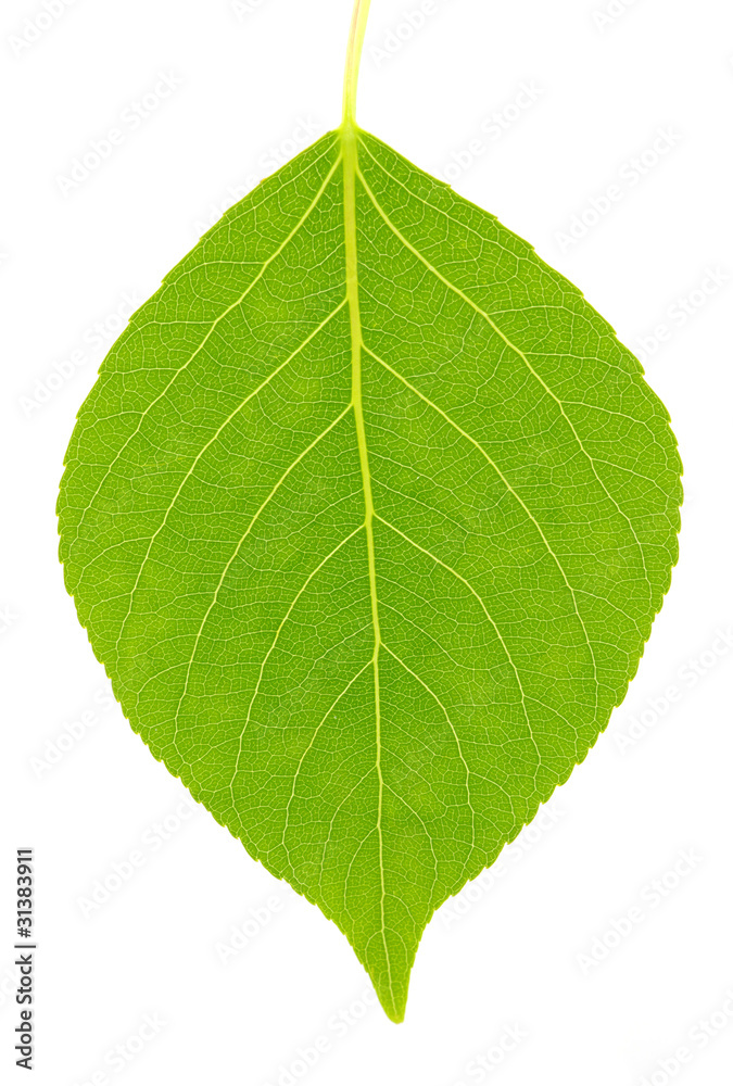 green leaf