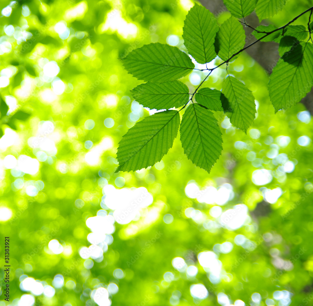 Green leaves