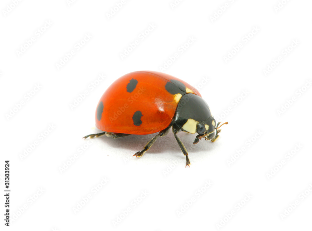 Ladybug  on the white