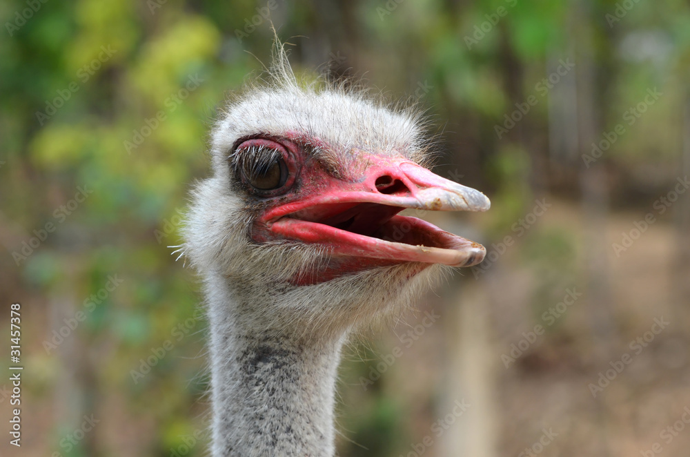 ostrich head