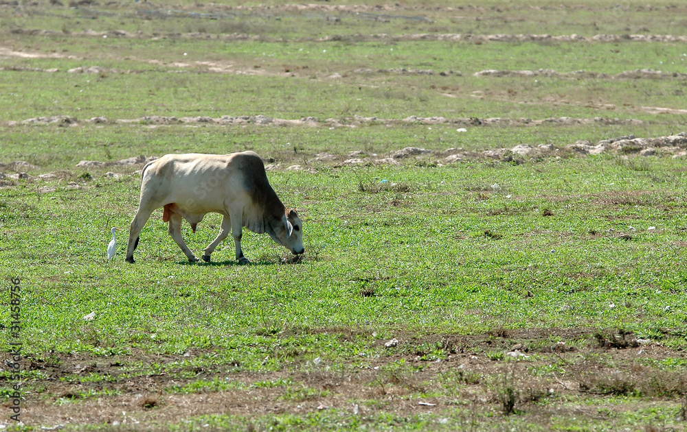 cows farm