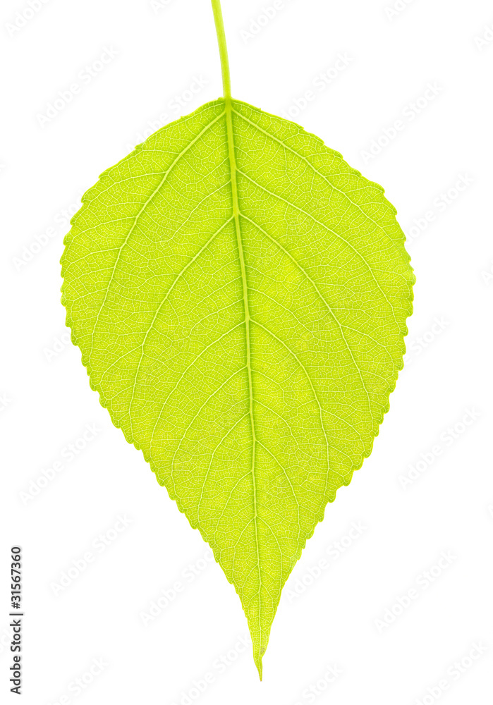 leaf