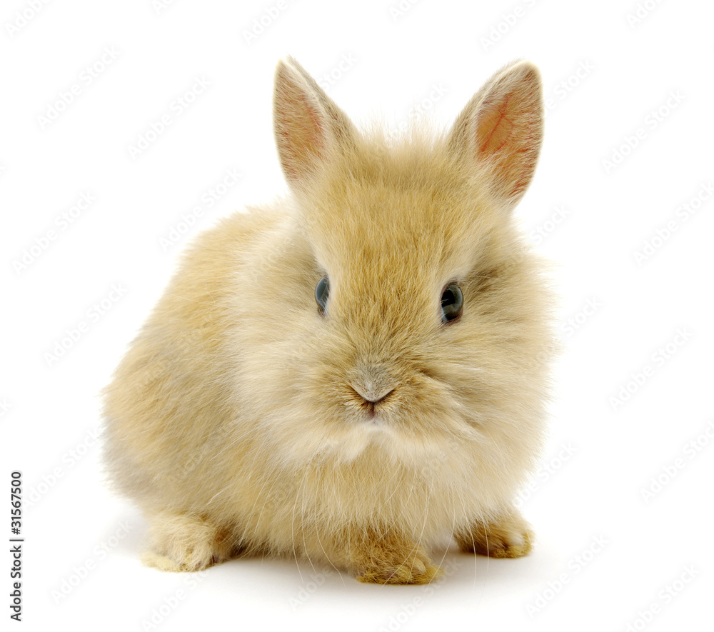 brown rabbit