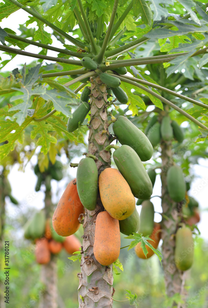 papaya