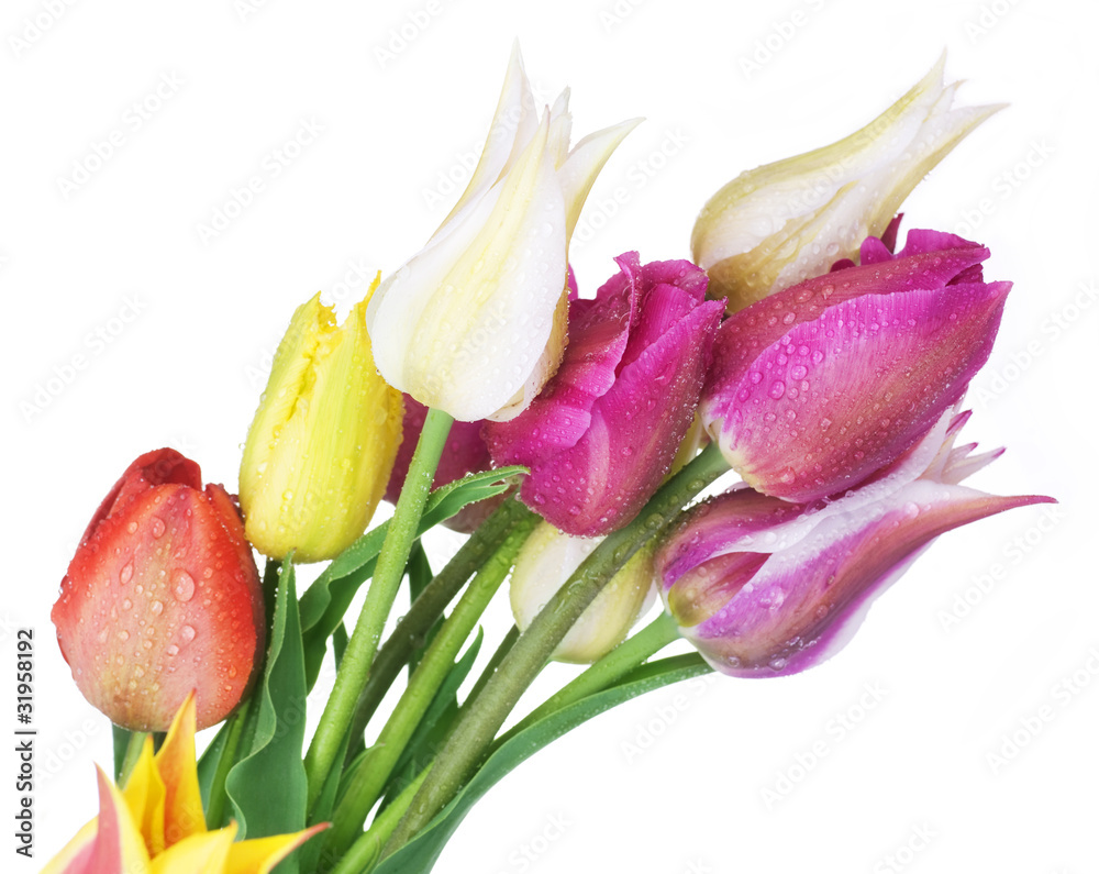 Spring Tulip Flowers border design