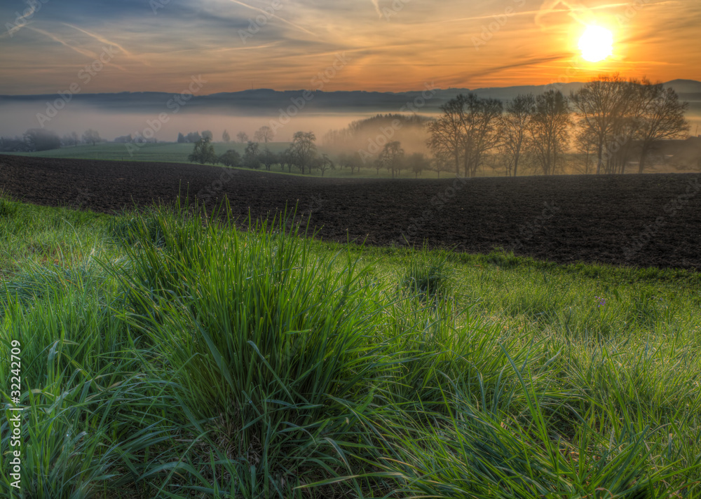 dewy grass at sunrise with fog