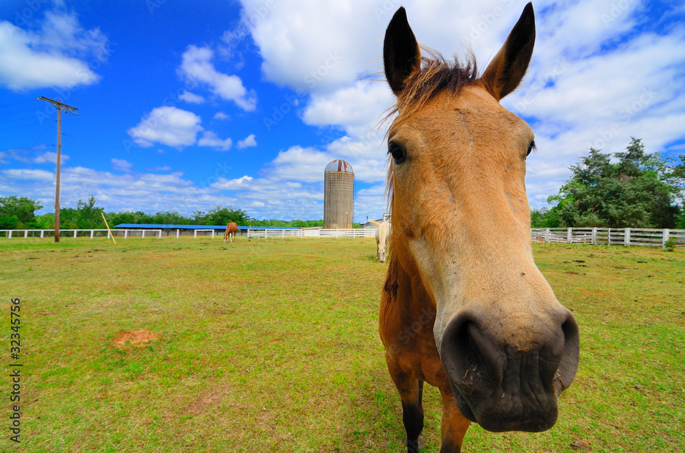 A Horse on a Farm