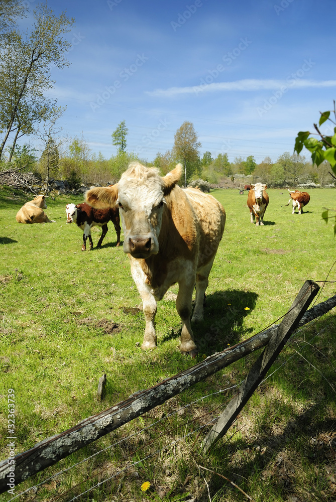 Cow calf in the front of flock