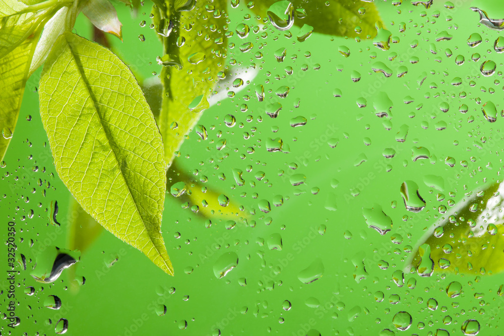 春雨后叶