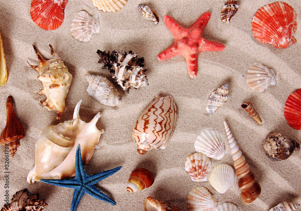 Sea shells on sand