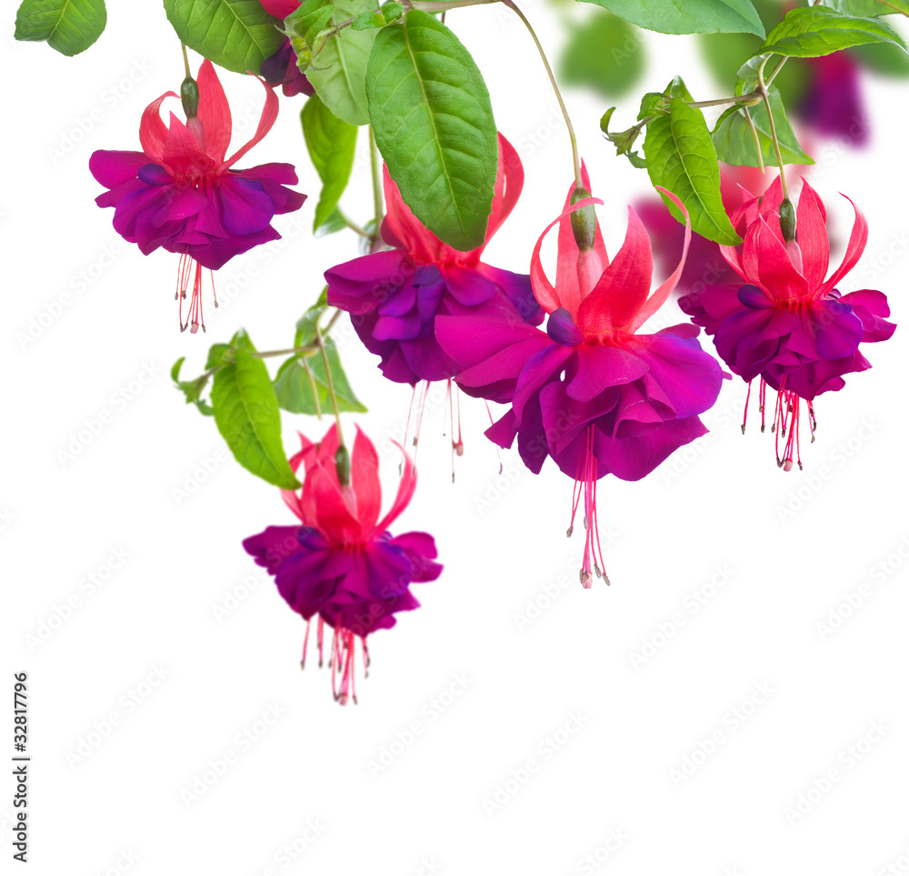 Fuchsia flowers