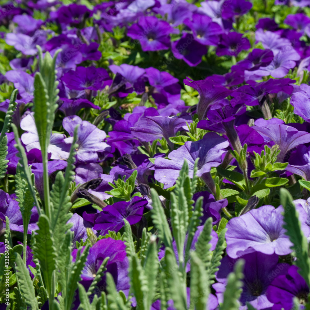 beautiful blue flowers