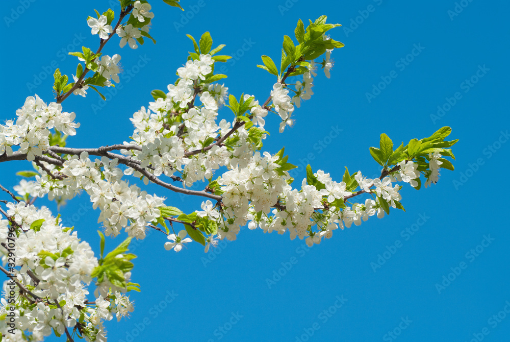 Branch of a flowering plum against the sky