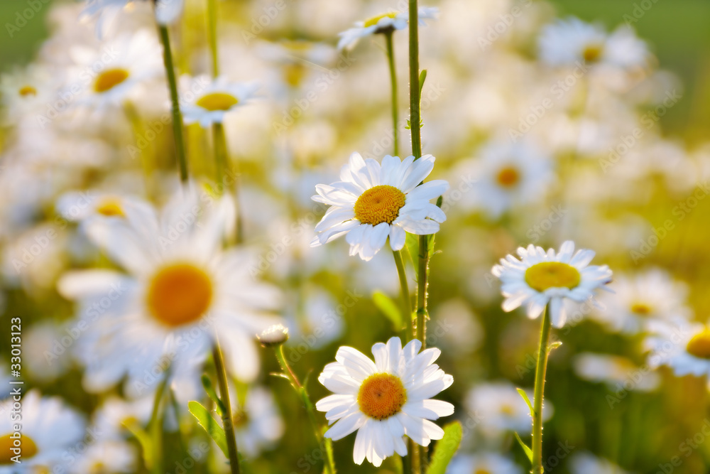 marguerite flowers in the sunrise