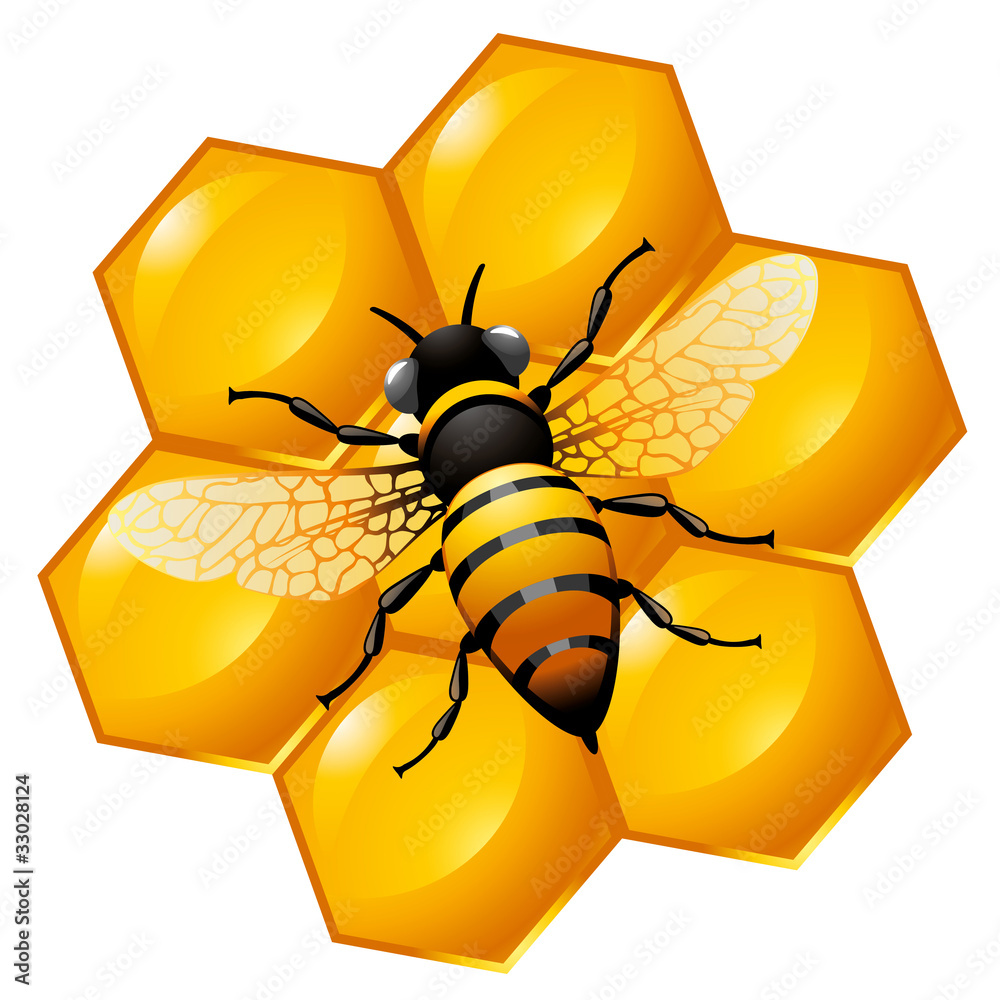 Bee on a part of honeycomb