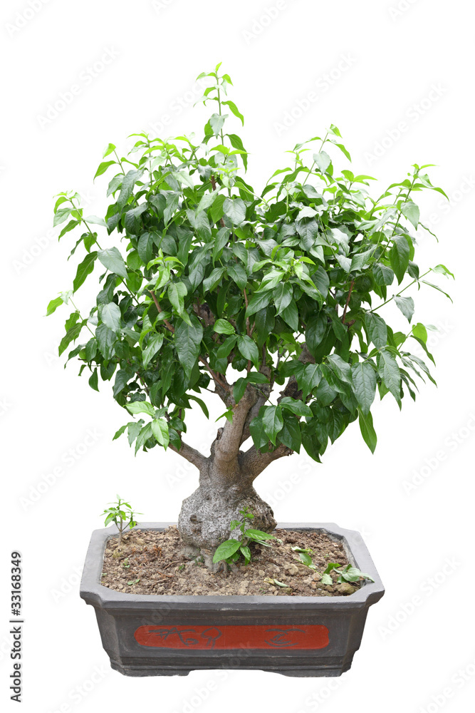 chinese bonsai tree