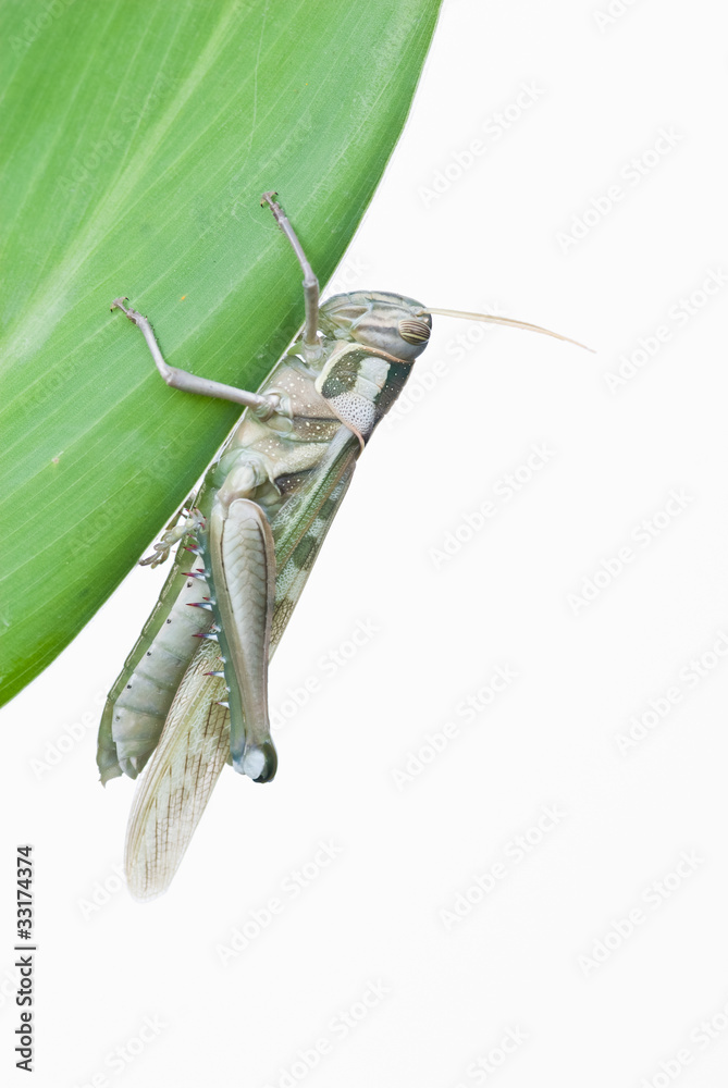 close up grasshopper on white background