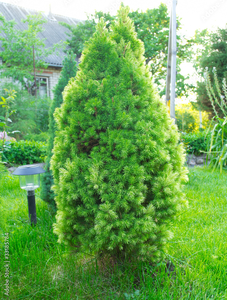 Thuja green