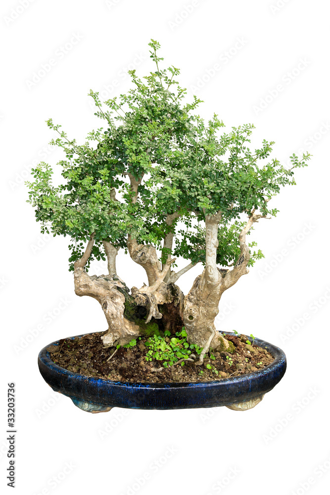 bonsai tree