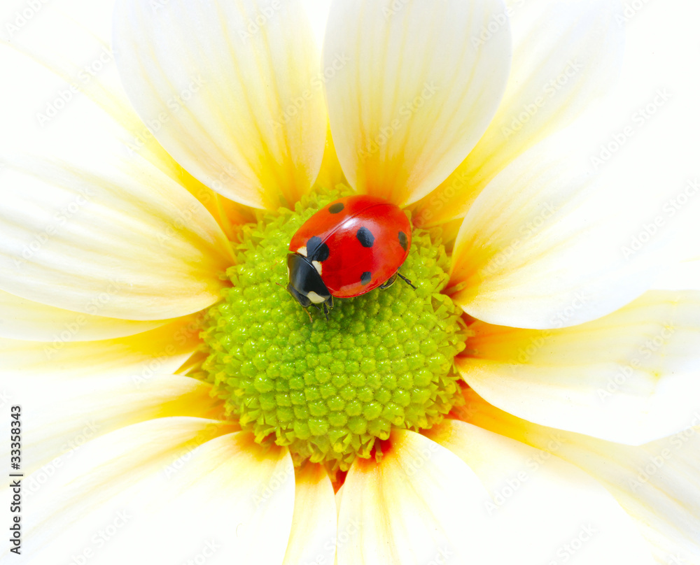 ladybug