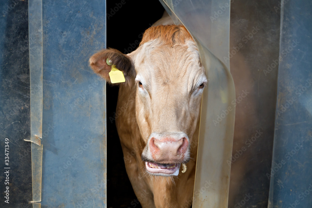 cow checks weather outside