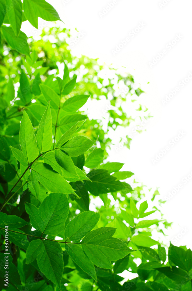 Green leaves on white background