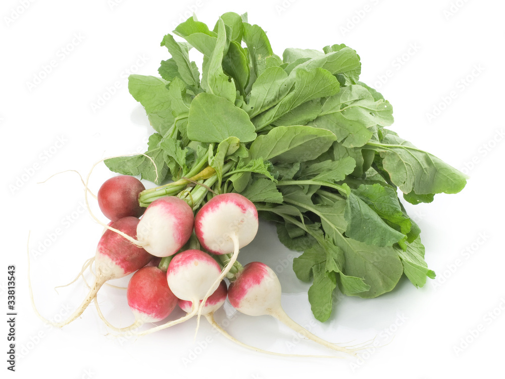 Fresh radishes isolated on white background