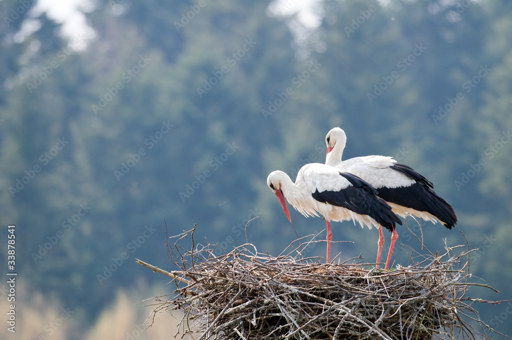 stork