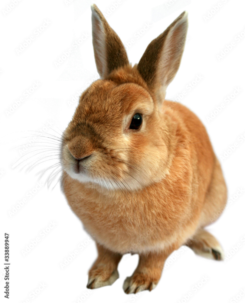 Cream-colored rabbit isolated