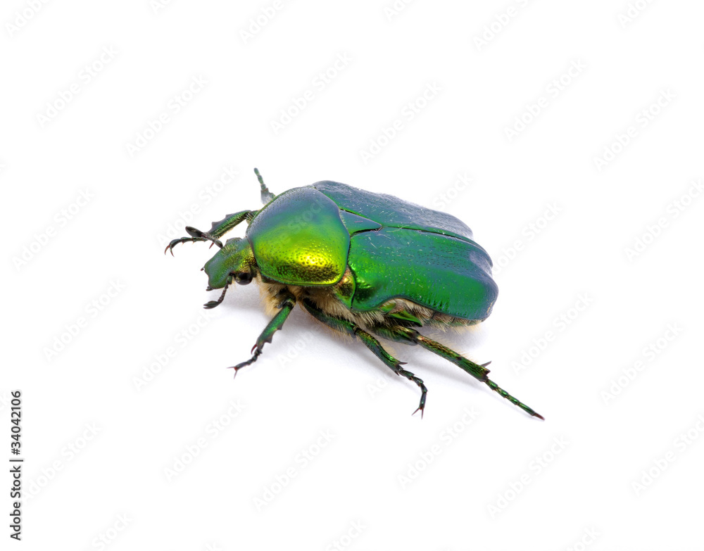 Green beetle