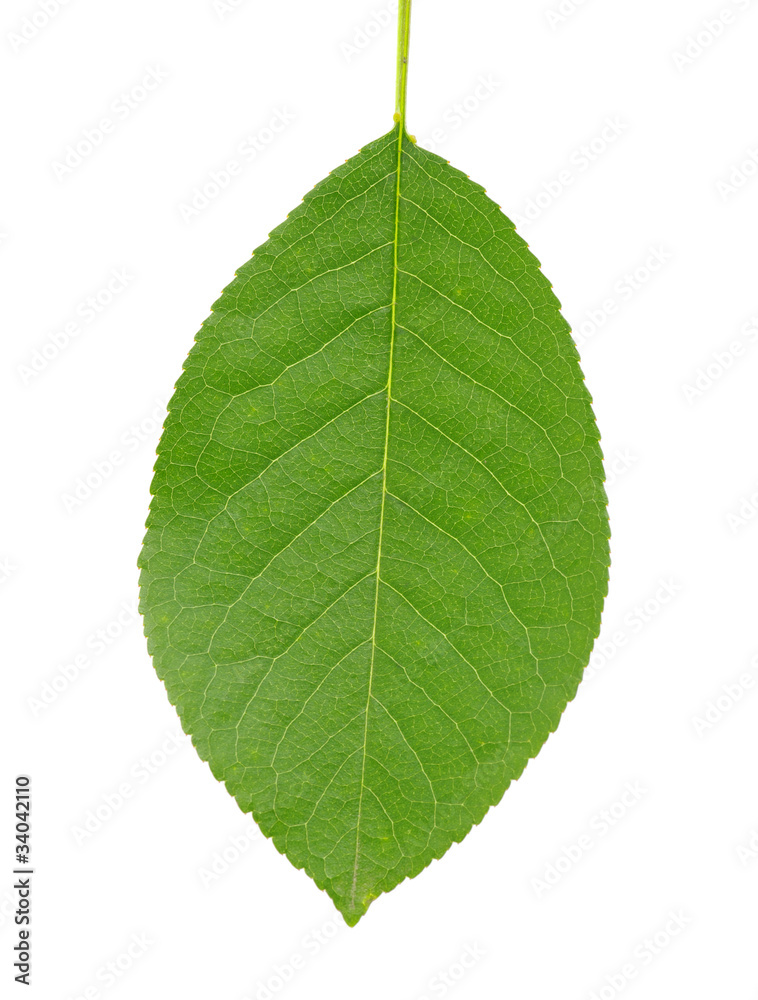 leaf