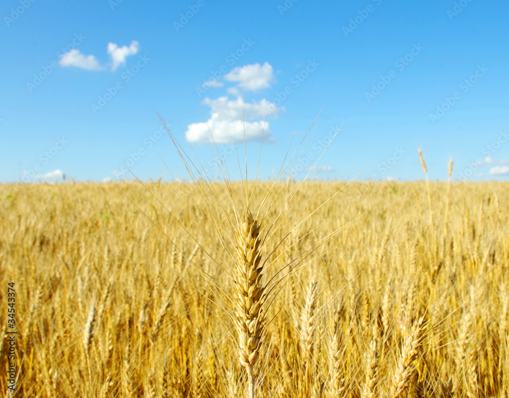 Wheat